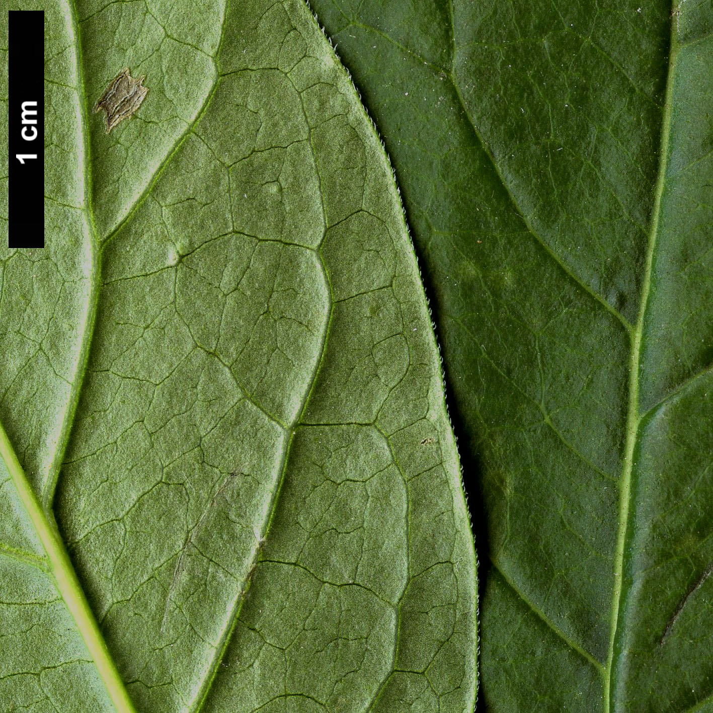 High resolution image: Family: Oleaceae - Genus: Syringa - Taxon: reticulata - SpeciesSub: subsp. amurensis